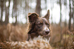Miniature Australian Shepherd