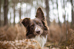 Miniature Australian Shepherd
