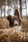 Miniature Australian Shepherd
