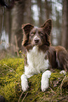 Miniature Australian Shepherd