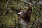 Miniature Australian Shepherd