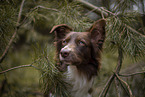 Miniature Australian Shepherd