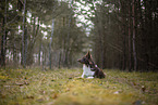 Miniature Australian Shepherd