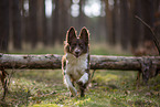 Miniature Australian Shepherd