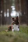 Miniature Australian Shepherd