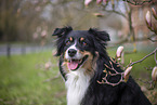 Miniature Australian Shepherd