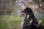 Miniature Australian Shepherd