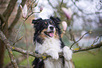 Miniature Australian Shepherd