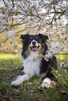 Miniature Australian Shepherd