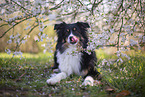 Miniature Australian Shepherd