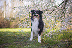 Miniature Australian Shepherd