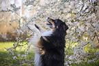 Miniature Australian Shepherd