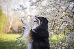 Miniature Australian Shepherd