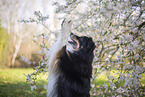 Miniature Australian Shepherd