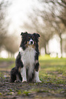 Miniature Australian Shepherd