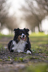 Miniature Australian Shepherd