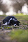 Miniature Australian Shepherd