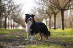 Miniature Australian Shepherd