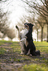 Miniature Australian Shepherd