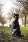 Miniature Australian Shepherd