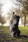 Miniature Australian Shepherd