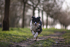 Miniature Australian Shepherd