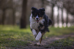 Miniature Australian Shepherd