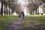 Miniature Australian Shepherd