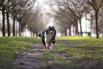 Miniature Australian Shepherd