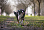 Miniature Australian Shepherd