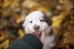 Miniature Australian Shepherd puppy