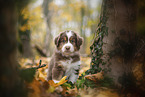 Miniature Australian Shepherd puppy