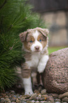 Miniature Australian Shepherd puppy