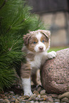 Miniature Australian Shepherd puppy