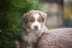 Miniature Australian Shepherd puppy
