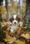 Miniature Australian Shepherd puppy