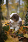 Miniature Australian Shepherd puppy