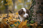 Miniature Australian Shepherd puppy