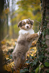 Miniature Australian Shepherd puppy