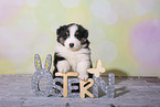 Miniature Australian Shepherd Puppy