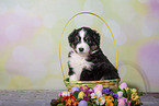 Miniature Australian Shepherd Puppy