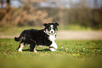 Miniature Australian Shepherd puppy