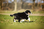 Miniature Australian Shepherd puppy