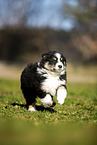 Miniature Australian Shepherd puppy