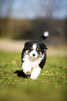 Miniature Australian Shepherd puppy