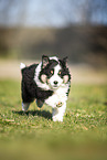 Miniature Australian Shepherd puppy
