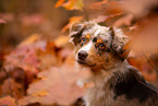 Miniature Australian Shepherd