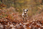 Miniature Australian Shepherd