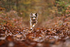 Miniature Australian Shepherd