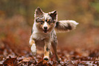 Miniature Australian Shepherd